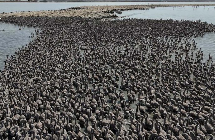 Bir mucize, bir felaket: 13 bin yavru dünyaya geldi, iki bin flamingo daha yumurtadayken susuzluktan öldü