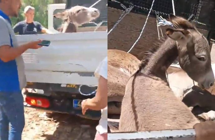 Datça’nın ‘yaban eşeği’ sorunu: Valilik toplatıyor, hayvanseverler isyanda
