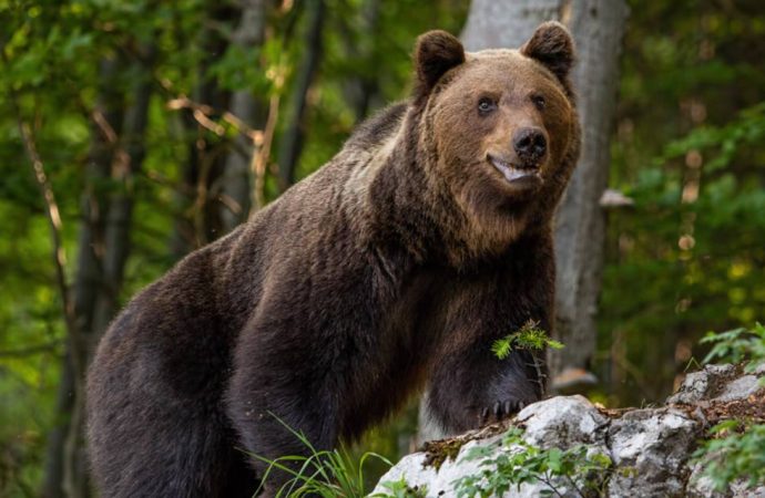 Ayı bile dayanamadı: Serinlemek için Sinop’ta baraja atladı