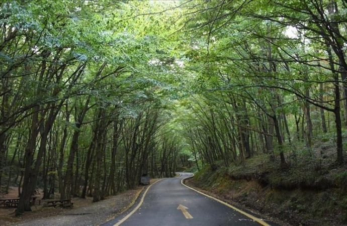 İstanbul’da 15 Ekim’e kadar orman yasağı geldi
