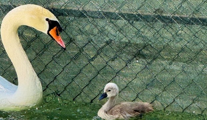 Kuğulupark’ta yıllar sonra yeni beyaz kuğu: Belediye isim arıyor