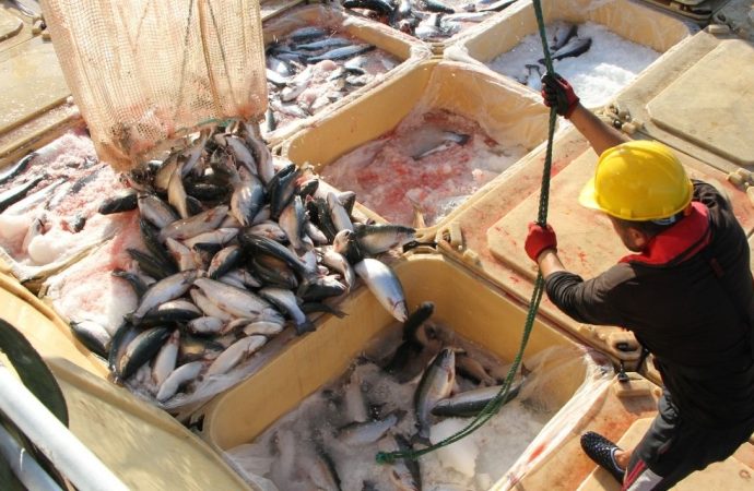 Karadeniz’in altın balığı: Somon ihracatı 17 kat arttı