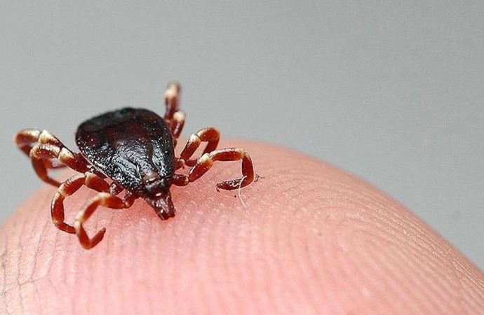 Kene her gün birini öldürüyor: Bugün de Giresun ve Yozgat’ta