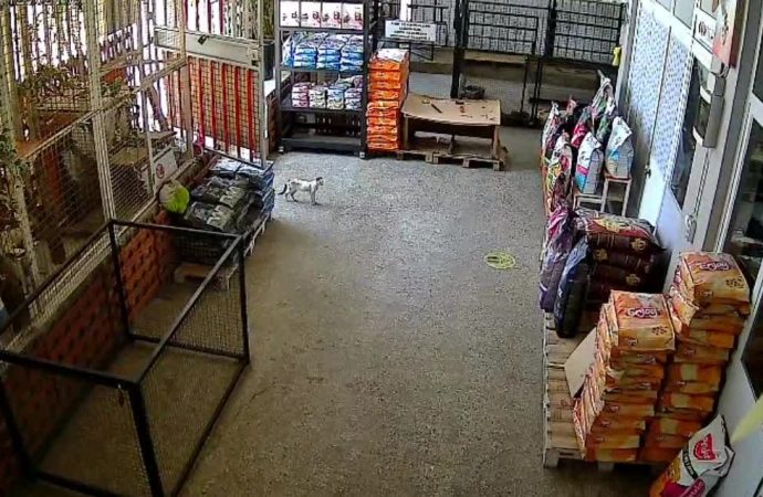 Hasta kedi veterinere ‘başvurdu’