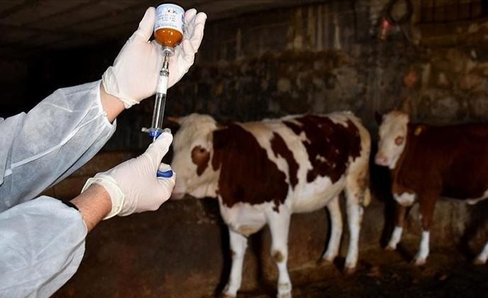 Manisa’da ‘şap’ alarmı! 8 köy karantinaya alındı