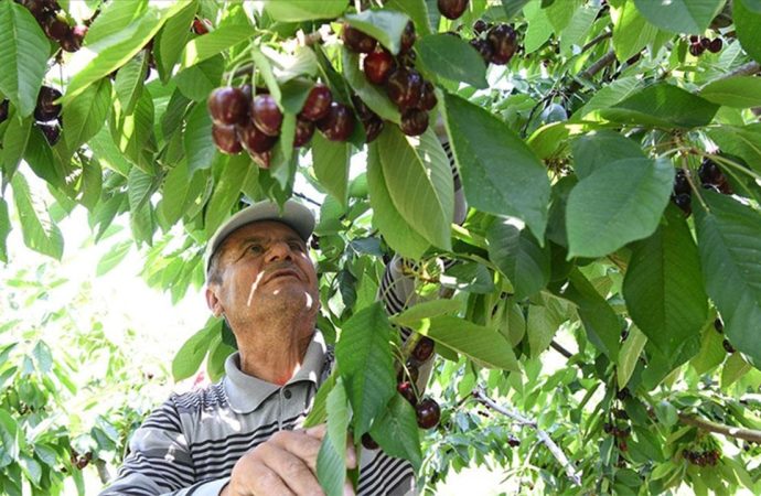 ‘Lapseki devi’ yurt dışı yolcusu: Bu kiraz çay bardağına sığmıyor