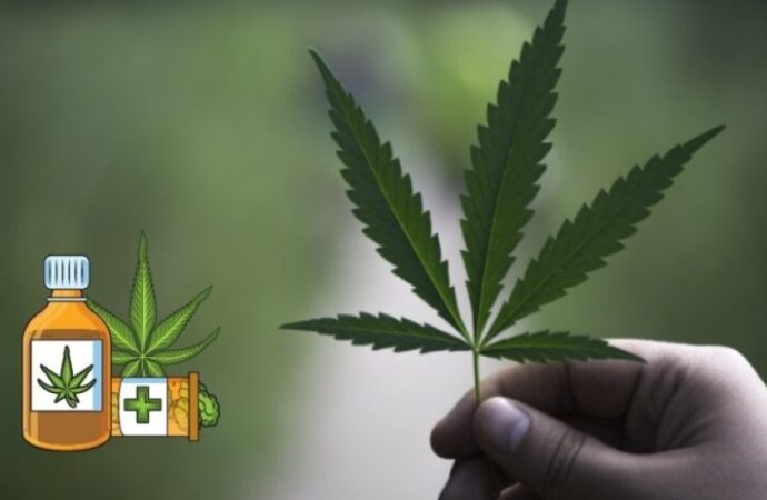 Kenevir açılımı: Yeni kanun geliyor, marihuana üretimi ve tıbbi amaçlı marihuana serbest bırakılıyor