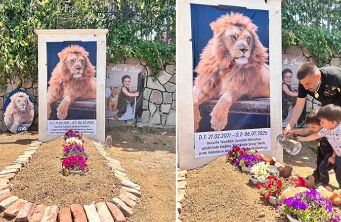 Sahibi öldürülen aslan Zeus’un matemini tutuyor