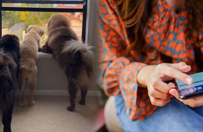 Köpeklerini Instagram’a yükledi: 2 milyon TL kaybetti