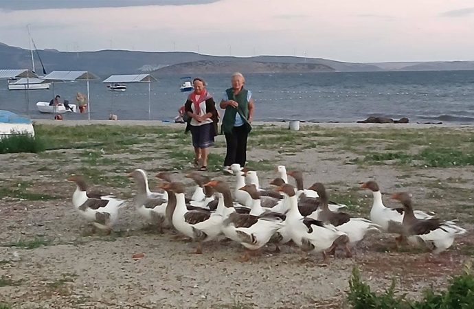 Muhbir vatandaş iş başında: Denize giren kazları CİMER’e şikayet ettiler, kafese kapatılan kazlardan 8’i öldü