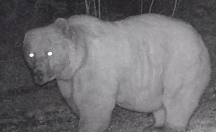 Küre Dağları’nda kulaksız bir boz dev: Fotokapana yakalandı