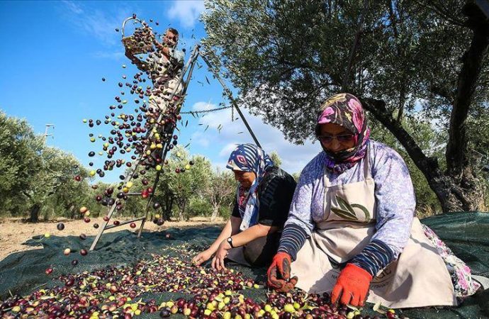 Enerji teklifinde revizyon: Kesilenlerin yerine iki katı zeytin ağacı dikilecek