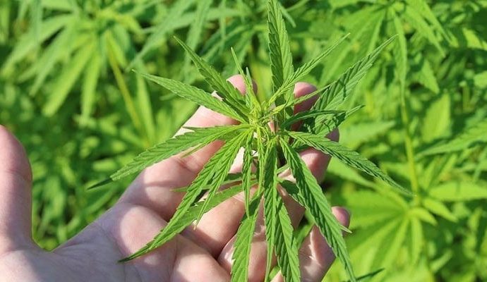 TTB kenevir teklifi için uyardı: Birkaç hastalıkta sınırlı etkisi var