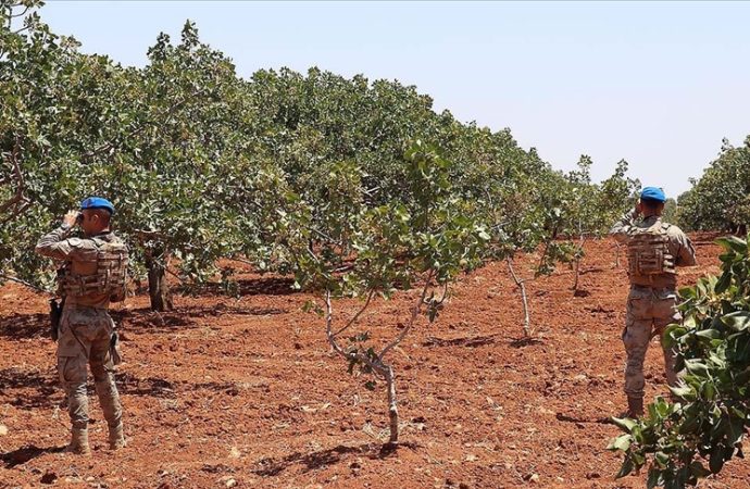 Jandarma “Antep fıstığı” nöbetinde