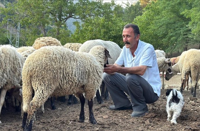 Teknoloji çiftçinin hizmetinde: Koyunlara saldıran kurtları dronla savdılar