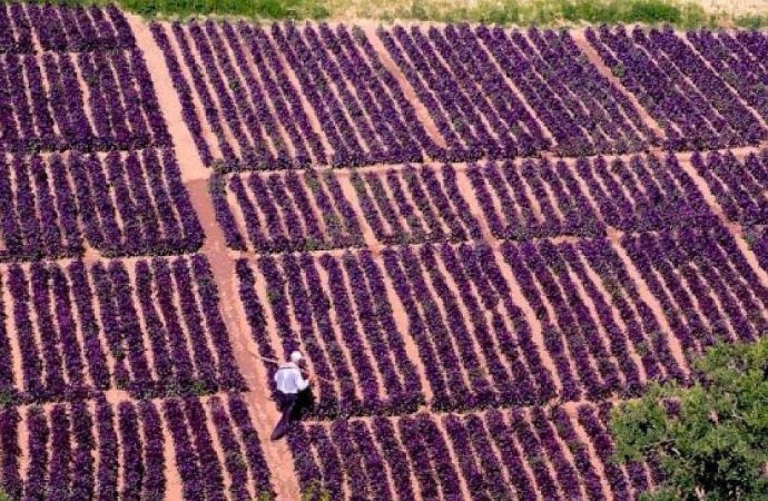 Lavanta değil: Yılda dört kez hasat ediliyor ve kurusunun kilosu bin 500 lira