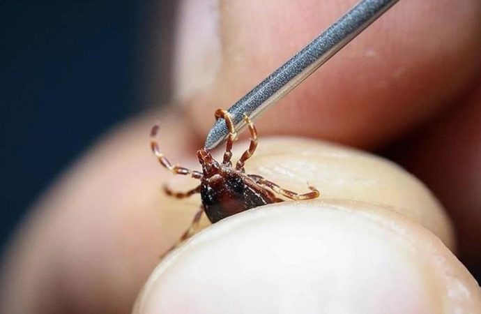 Sivas’ta yine kene ölümü: Bu yıl ölü sayısı 12’ye yükseldi