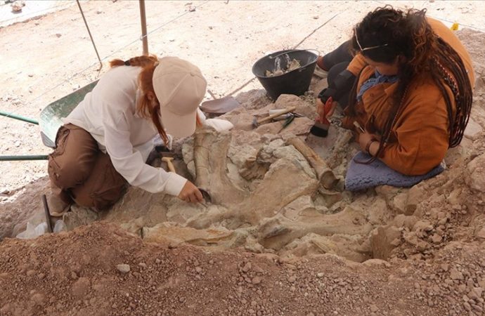 Çankırı’daki Jurassic Park: 9 milyon yıllık fil, gergedan ve zürafa fosilleri bir arada bulundu