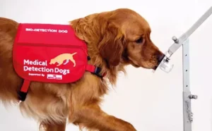 Parkinson’u koklayan köpekler!