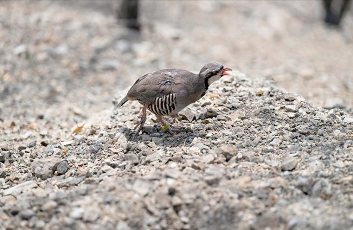 Kınalı keklik kenenin, dron da kekliğin peşinde