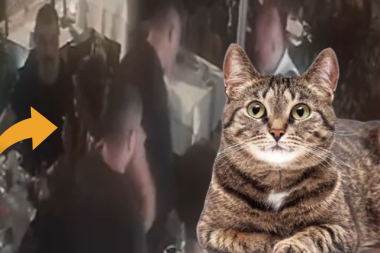 ‘Kedi tokatlama’ tartışmasında adam vuruldu