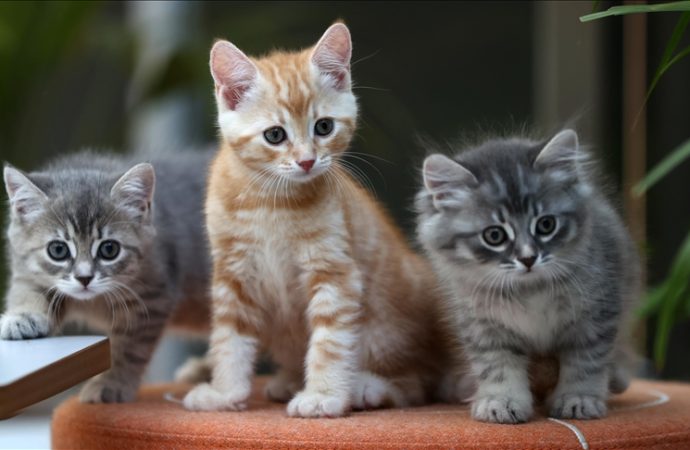 Dünya Kedi Günü: İsmini de ayırt ediyor, kelime de öğreniyor