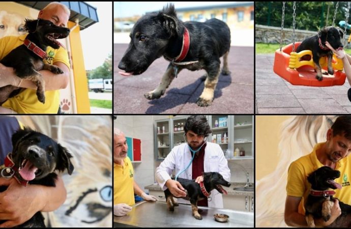 Köpek yavrusu sıcaktan asfaltın ziftine yapıştı