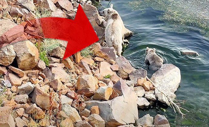 Dikkat, yüzdüğünüz krater gölünde ayılar da var