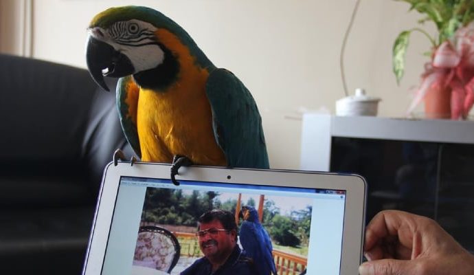Turgut Özal’ın papağanı ‘Cabbar’ bulundu