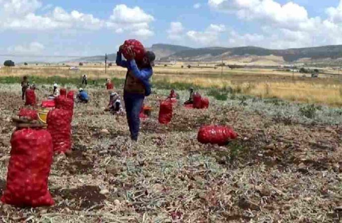 ‘Üç liraya soğan’ı duyan çuval çuval aldı