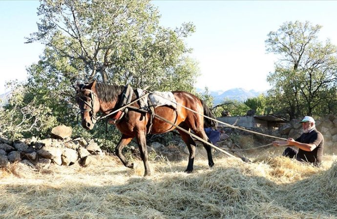 Atalık tarım geleneği: Erciyes’in eteklerinde ‘düven’ sürüyorlar