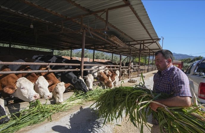 Su bitti, besiciler sorgum sudan otuna yöneldi
