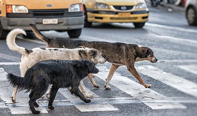 İstanbul’da valilik bütün sokak köpeklerinin toplatılmasını emretti