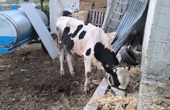 ‘Üç gün hastalığı’: İnekler teker teker ölüyor