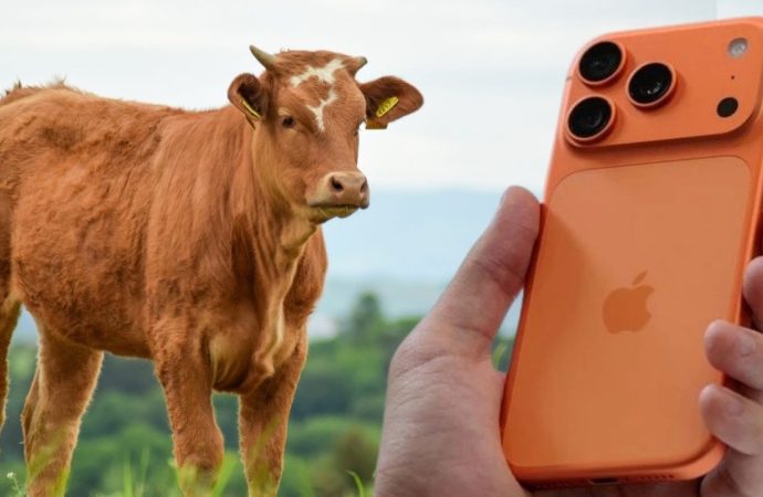 İnek mi almalı, iPhone mu? Müthiş kıyaslama