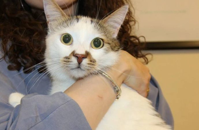 Bursa’dan Sivas’a taşınan kedi depresyona girdi, antidepresana başladı