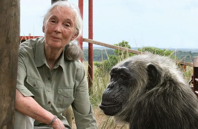 Büyük kayıp: İngiliz primatolog Jane Goodall 91 yaşında hayatını kaybetti
