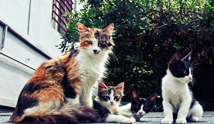 Güney Kıbrıs’ta kedi sayısı nüfusu aştı