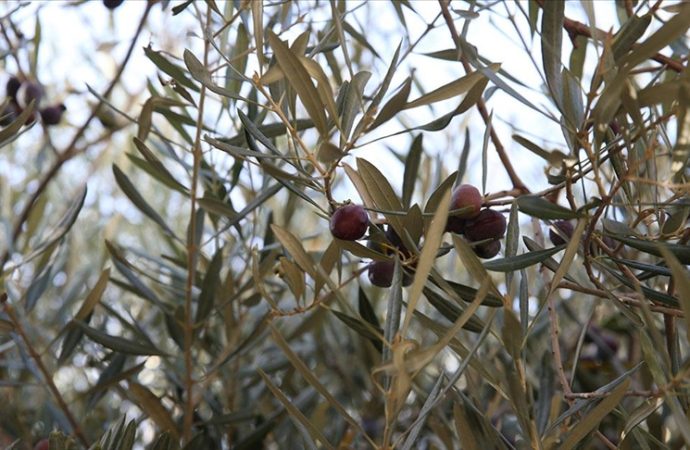Boşuna Ölmez ağacı denmiyor: Bu zeytin ağacı 1358 yaşında ve hasat yapılıyor