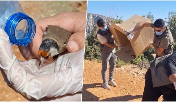 Kaçırılmak istenen 1431 saka kuşu doğaya bırakıldı