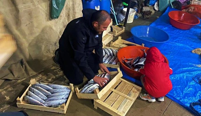 Sahiden rastgelemiş: İki balıkçı bir gecede 3 bin 200 palamut yakaladı