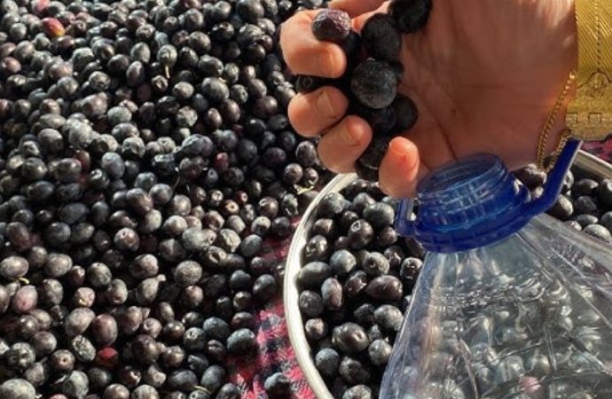 Bu yıl zeytin de, zeytinyağı da zor bulunacak