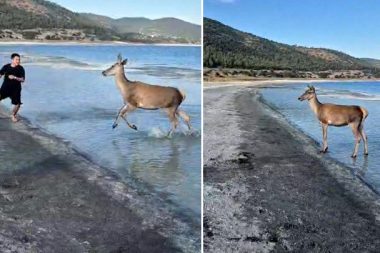 Nesli tehlike altında: Salda Gölü’nde görüntülendi
