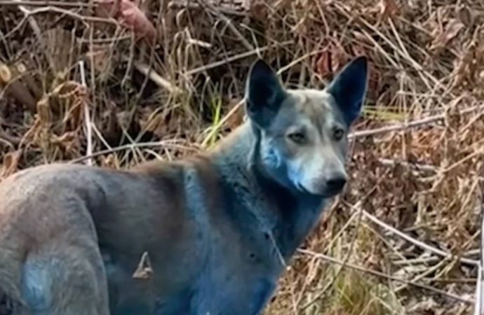 Çernobil’de şaşkınlık: Sokak köpekleri maviye döndü