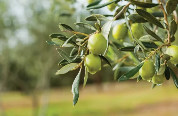 Ben Seni Zeytin Kadar Zeytinyağı Kadar Sevdim: Bodrum’da Zeytin ve Sağlıklı Yaşam Zirvesi