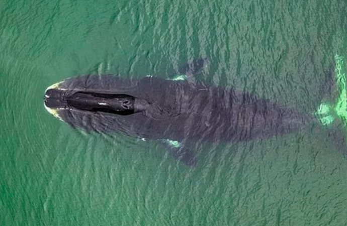 Grönland balinasının sırrı çözülürse kimse yaşlanmayacak