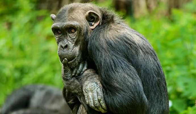 Şempanzeler fikirlerini değiştirebiliyor