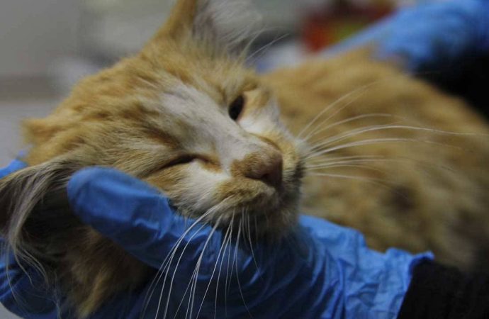 Sokakta bulunan kedide AIDS tespit edildi