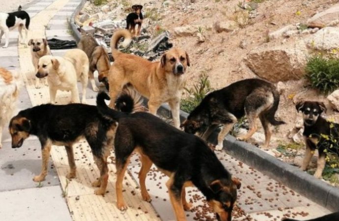 Valilik açıkladı: Bu şehirde sokak köpekleri sıfırlandı