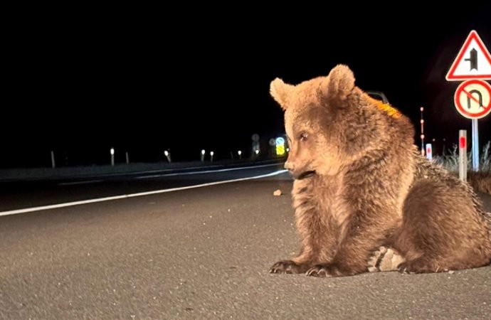 Kars’ın bitkin boz ayısı